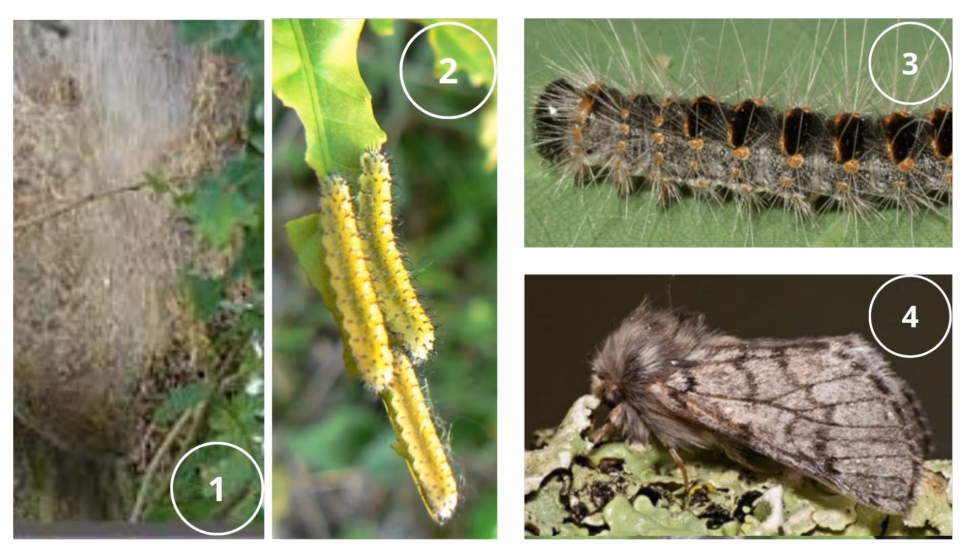 chenille-processionnair