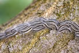 grappe-chenille-processionnaire