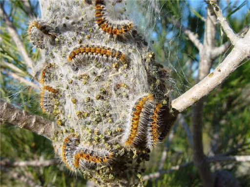 Nid de chenilles
