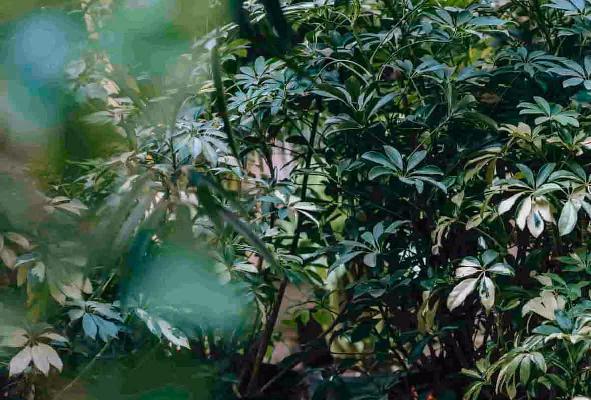 Chenille processionnaire : que faire en cas d'invasion ?