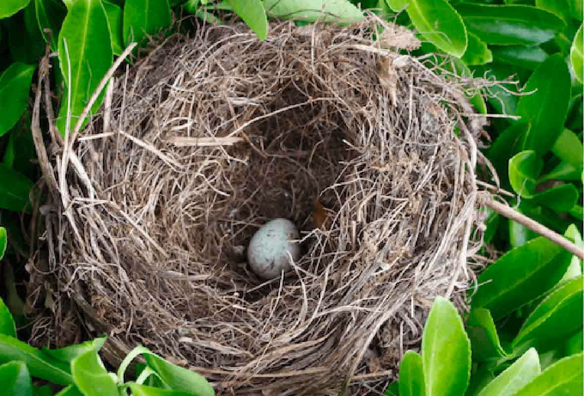 Interdiction de tailler les haies pour les particuliers