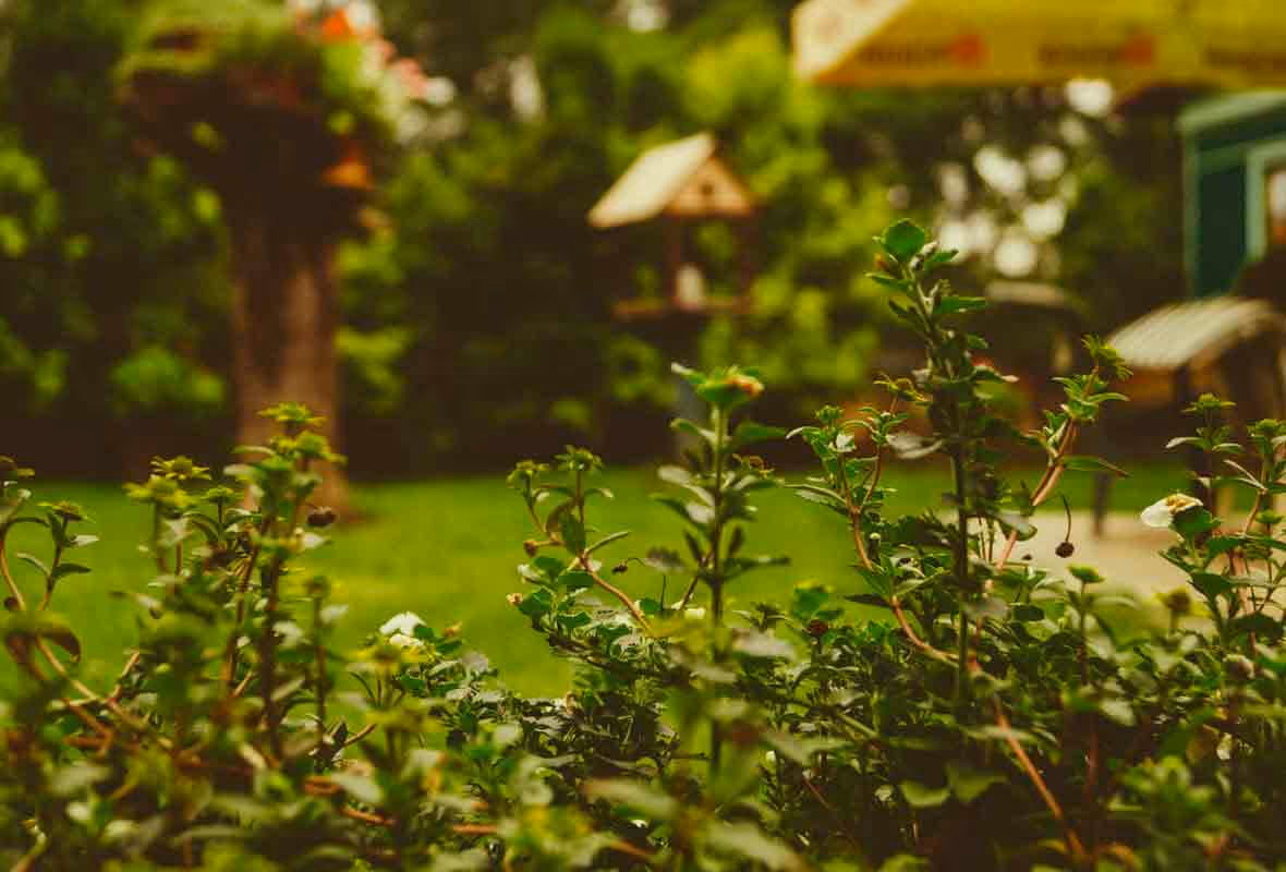 Nid de guêpes : qui contacter ?