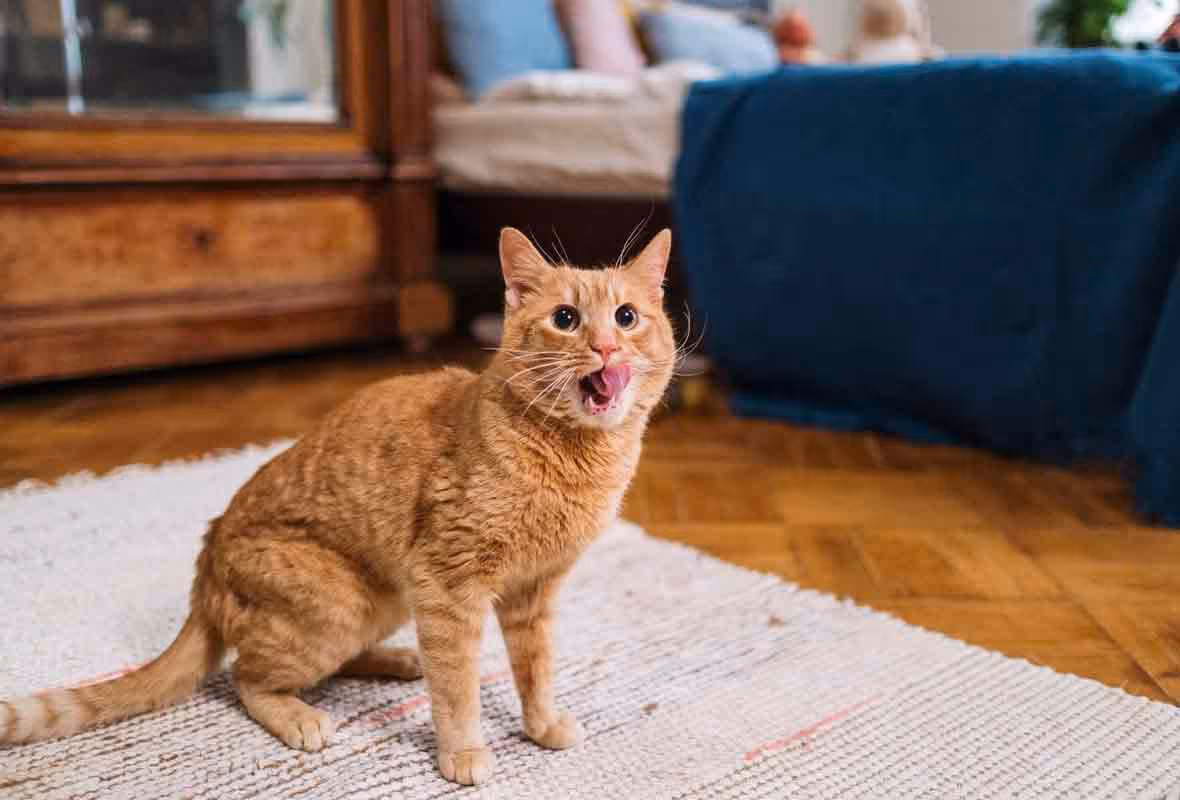 Comment se débarrasser des rats et des souris ?