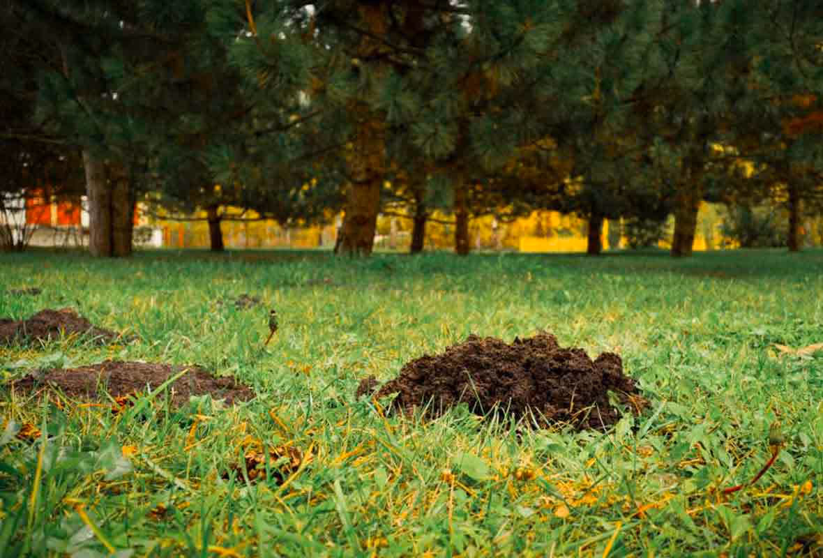 Les solutions pour se débarrasser des taupes